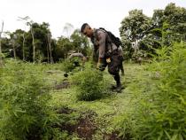Albania, 4.2 tonnes of cannabis confiscated Albania, 4.2 tonnes of cannabis confiscated