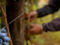 Romania, wine production up by 37% in a year Romania, wine production up by 37% in a year